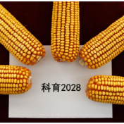 生物育种新技术加速应用 助力“中国粮”用上“中国种”