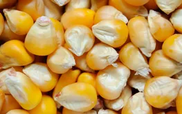 从一粒玉米看智慧育种