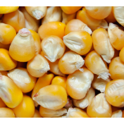 从一粒玉米看智慧育种