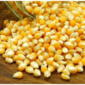 创新高！一起玉米品种侵权案判赔5334.7万余元