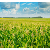 东北振兴从“粮”破题