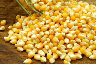 创新高！一起玉米品种侵权案判赔5334.7万余元