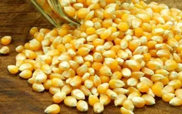 创新高！一起玉米品种侵权案判赔5334.7万余元