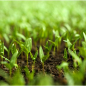 种业振兴关键年探路高质量发展新方向