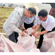 破解南方双季稻区“粮油争地”矛盾 我国特早熟油菜育种取得突破
