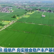 稳面积 提单产 夯实粮食稳产丰产基础