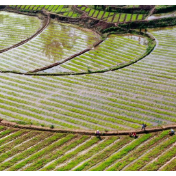 金融支持乡村全面振兴力度持续加大