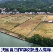 我国夏油作物收获进入高峰