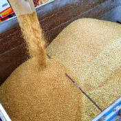硬粒小麦新突破!国产杜兰小麦首次实现规模化丰收