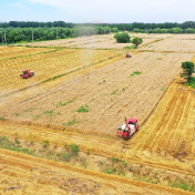 历史新高!我国夏粮产量首破3000亿斤,哪些因素撑起夏粮满仓?