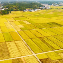 湖南浏阳：粮烟协同稳住农民“粮袋子”“钱袋子”