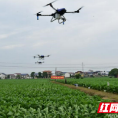 长沙浏阳：智“慧”种烟路 万象“耕”新忙