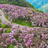 湖南花木产业观察:沃土繁花竞朝阳