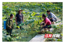 群众不脱贫  干部不脱身——省统计局驻通道侗族自治县双江镇罗武村帮扶工作队工作纪实