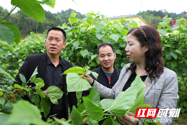湖南省农业广播电视学校赴娄星区开展主题党日活动