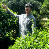 同心奔小康丨渠江源村：蒙洱茶香满山谷