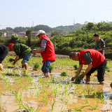 为民办实事｜湖南娄星区：党员干部助农插秧解民忧