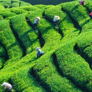 长沙推行水土保持“三化管理” 近20年水土流失面积减少31.6%