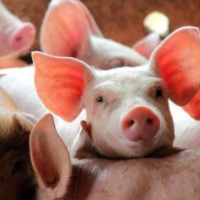 天心种业：产房“巾帼队” 能顶半边天