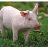 大有期货生猪饲料成本“保险+期货”项目助力“六稳六保”