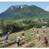 华菱集团：精准发力 真情帮扶 为山村开拓产业脱贫致富路