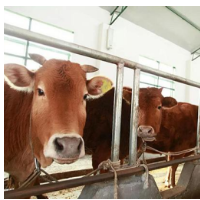 乡村振兴进行时丨“万企兴万村”汇聚共同富裕民企合力