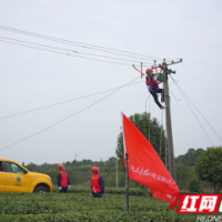 长沙“电雷锋”倾情服务茶农 助力春茶增产增收