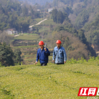 国网常德供电公司：共产党员服务队未雨绸缪助茶农抢占先机