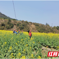 国网湖南电力：让青春在志愿服务中绽放光彩