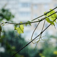 湖南石化：春雨贵如油 回收有“赚头”