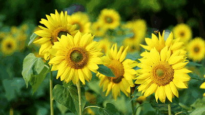 93c7c2393b96672af8c1c490a206dfa3.gif 93c7c2393b96672af8c1c490a206dfa3.gif