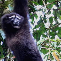丛林里的歌唱家 动物界的体操王子——高黎贡白眉长臂猿