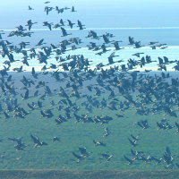 洞庭湖区域水鸟种数和数量刷新历史记录