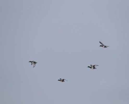 六只“鸟中熊猫”青头潜鸭惊现益阳大通湖