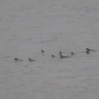 14只鸟中“大熊猫”中华秋沙鸭来南洞庭湖过年