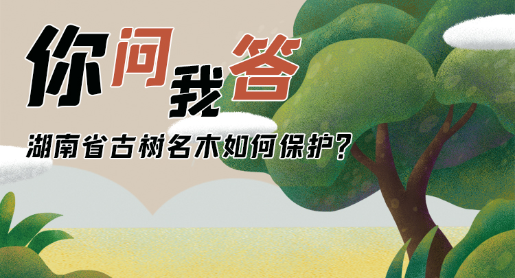 图解丨你问我答 湖南省古树名木如何保护？