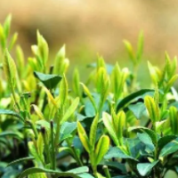 湖南今年首批出口黑茶启运 一季度全省茶叶出口量增长37%