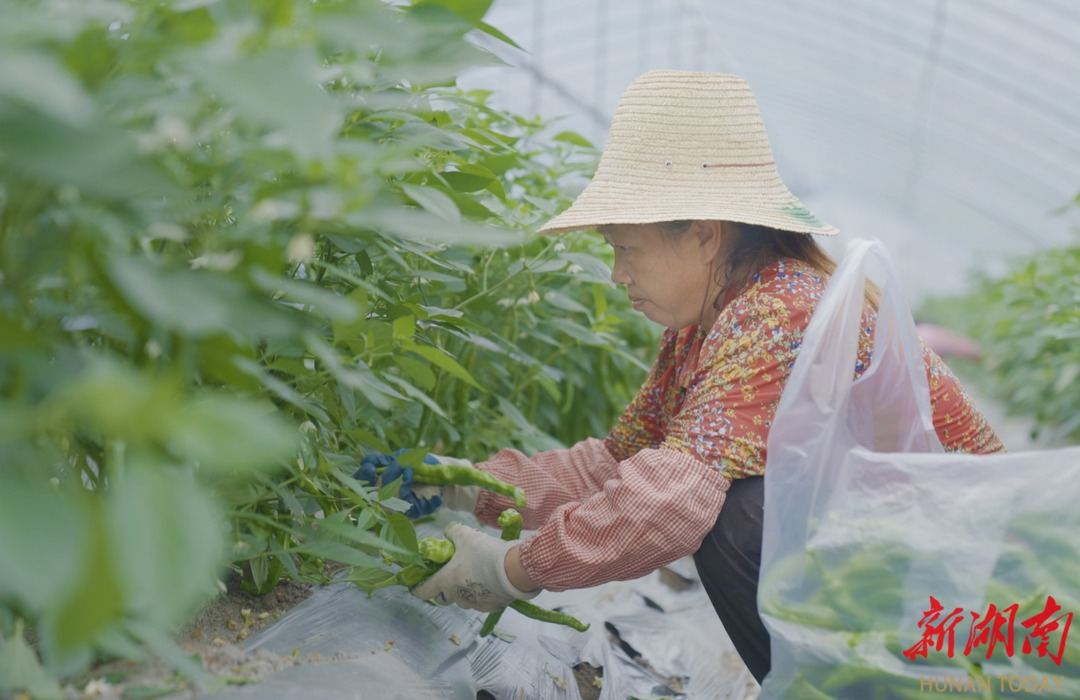 马六甲海峡掀起湘菜“旋风”