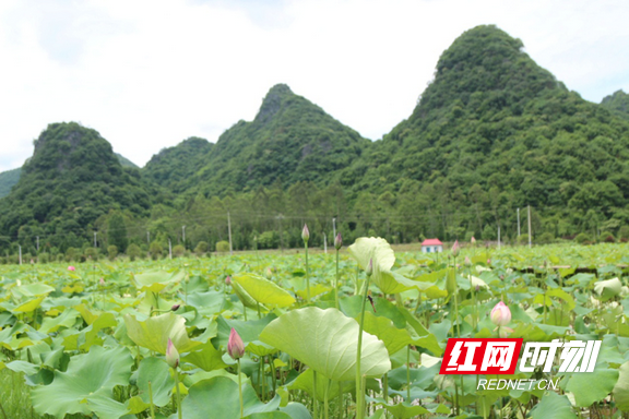 湖南宁远：初夏荷趣（组图）