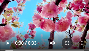 vlog丨湘江新区网红打卡：洋湖湿地粉红“樱花海”
