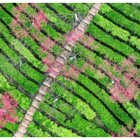 辛小湘丨立春时节，看农业大省湖南的“春耕图”