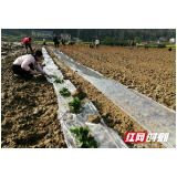 慈利县：党员干部助力复耕复种