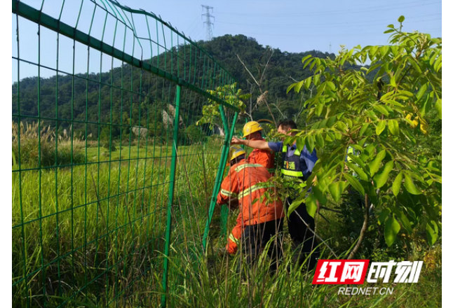 羊群高速撒欢，长沙莲花路管化险为夷