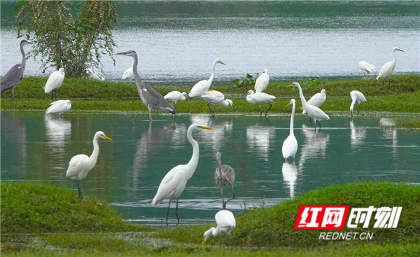 吸引了“各鹭”来客，各种水鸟纷至沓来，大白鹭、小白鹭、牛背鹭、池鹭、夜鹭、灰鹭、蓝鹭在这里欢乐聚会，或起舞盘旋，或嬉戏觅食，或停㮩水边，用各种各样优美的姿态，与绿水、青山、民居构成了一幅充满诗意的生态画卷，一幕幕生动迷人的“鹭舞龙湾”原生态实景剧，每天都在这里精彩上演。