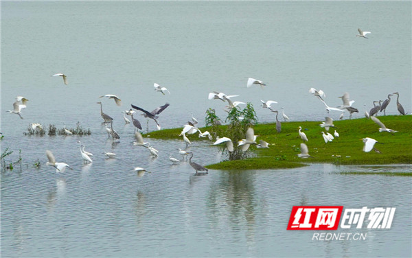 龙湾国家湿地公园是我国南方典型的河流-湖泊-森林复合型湿地，规划总面积2504.9公顷，在蓄洪防旱、降解污染、调节气候、保护生物多样性方面发挥着极其重要的作用。