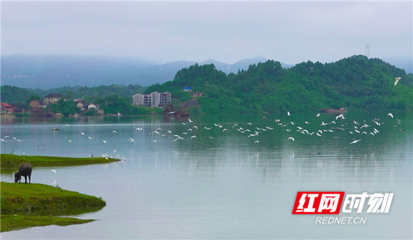 十月份以来，新化县龙湾国家湿地公园境内资水充沛，波光潋滟，尤其是核心景区“晚坪画卷”，水清岸绿、空气清新，宛如一幅清丽的水彩画，光彩动人。