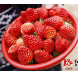 信息化助农行动|双峰金开街道四安草莓种植基地欢迎采摘