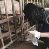 娄底对全市春季动物防疫工作进行督查 现存栏生猪160万头