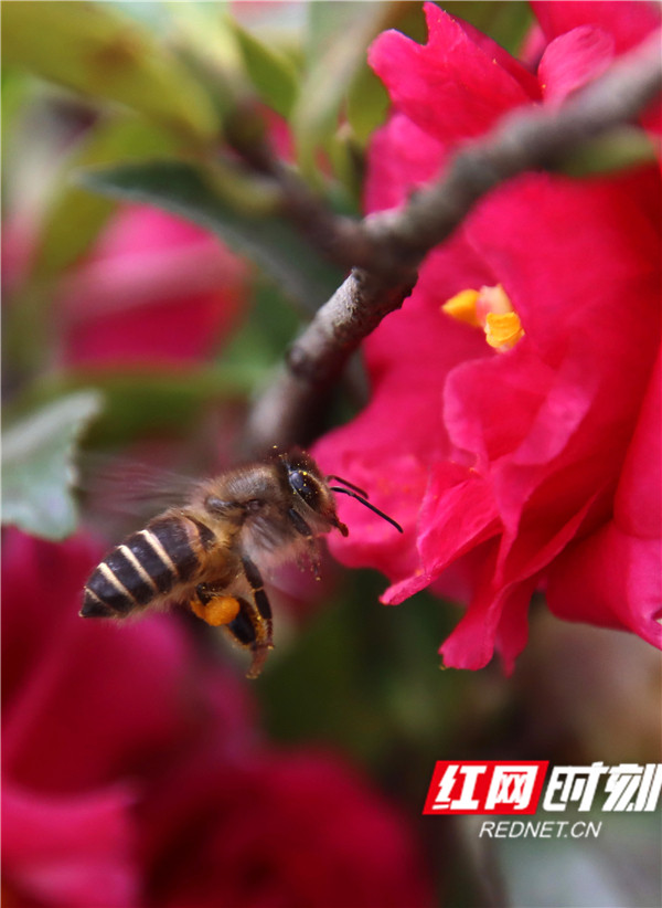 娄底孙水河中心城区段，更是桃红柳绿、蜂飞蝶舞。一树树、一从从，繁花似锦，暗香袭人，……市民们虽然还未脱下冬装，但漫步花从之间，也是如沐春风、春光满面了。（廖永华）