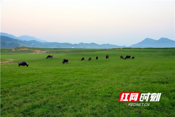 无边青翠凭牛牧，风吹草绿见牛羊。